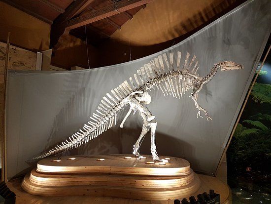 Venedik Doğa Tarihi Müzesi